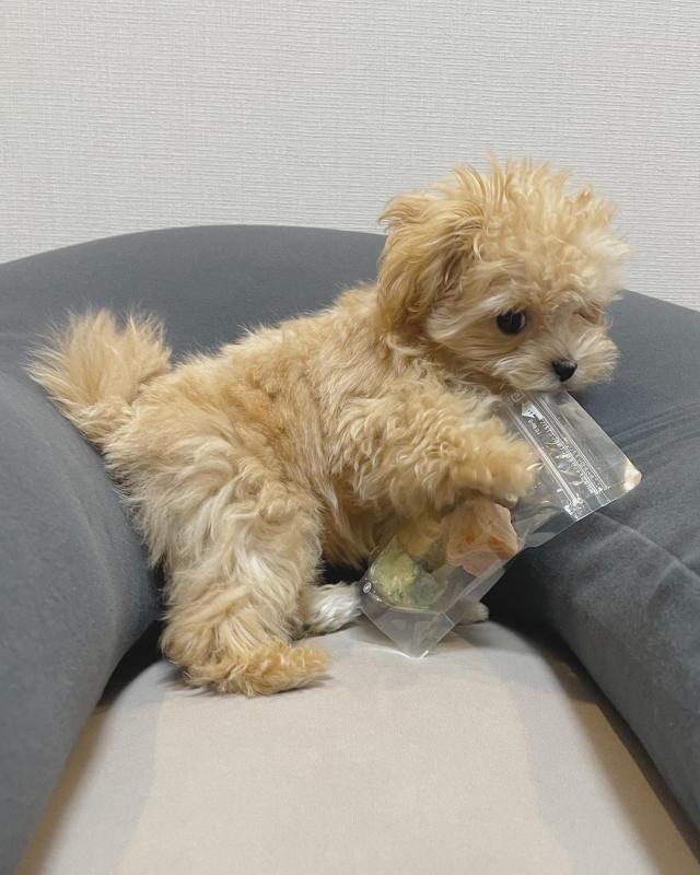 🟥🍁🟥 CKC MALTIPOO PUPPIES AVAILABLE💗🟥🍁🟥 Image eClassifieds4u