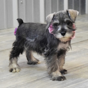 💗🟥🍁🟥 C.K.C MALE AND FEMALE MINIATURE SCHNAUZER PUPPIES 💗🟥🍁🟥 Image eClassifieds4u