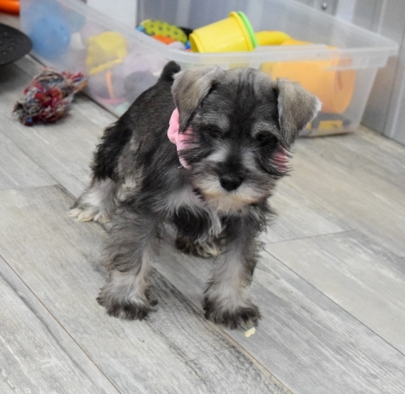 💗🟥🍁🟥 C.K.C MALE AND FEMALE MINIATURE SCHNAUZER PUPPIES 💗🟥🍁🟥 Image eClassifieds4u