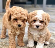 🐶🐶CHARMING 🥰🥰 CKC CAVAPOO Puppies ❤️🦴READY NOW🟥🍁🟥
