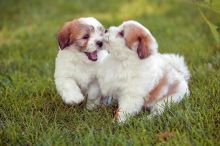 🟥🍁🟥 C.K.C COTON DE TULEAR PUPPIES 🐕🐕 READY FOR A NEW HOME 🟥🍁🟥