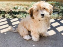 💗🟥🍁🟥C.K.C MALE AND FEMALE Havanese PUPPIES AVAILABLE💗🟥🍁🟥