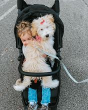 💗🟥🍁🟥MALE AND FEMALE BERNEDOODLE PUPPIES AVAILABLE💗🟥🍁🟥