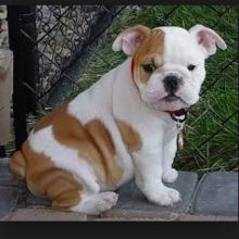 Englishbulldog