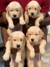 Labrado
