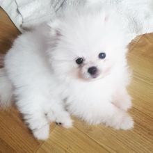 pomeranian puppies