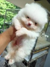 pomeranian puppies