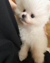 pomeranian puppies