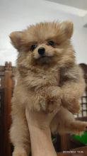 pomeranian puppies