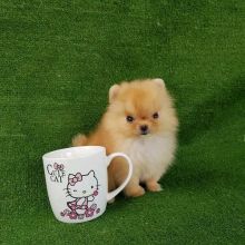 pomeranian puppies