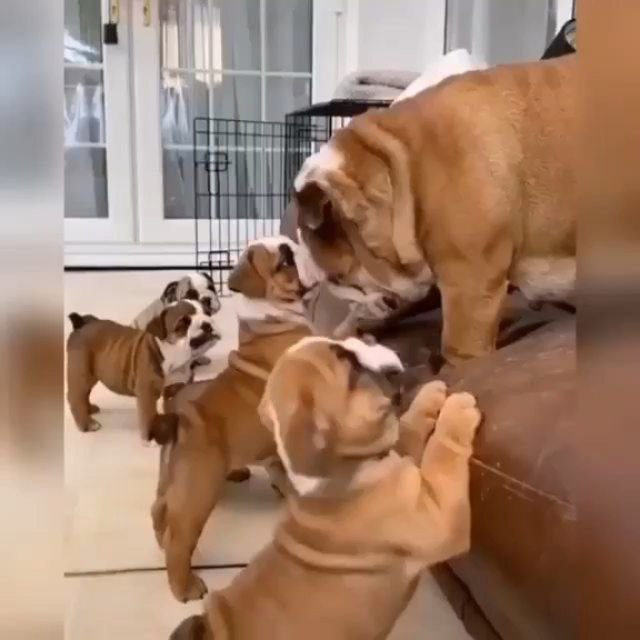 Englishbulldog Image eClassifieds4u