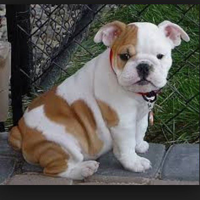 Englishbulldog Image eClassifieds4u