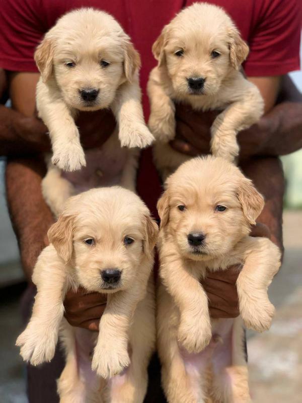 Labrado Image eClassifieds4u