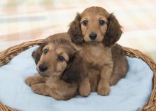 🐶🐶CHARMING 🥰🥰 CKC DACHSHUND Puppies ❤️🦴READY NOW🟥🍁🟥 Image eClassifieds4u 1