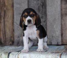 🍀🍀 C.K.C MALE AND FEMALE BEAGLE PUPPIES AVAILABLE 🍀🍀 Image eClassifieds4u 2