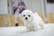 💗🟥🍁🟥C.K.C MALE AND FEMALE BICHON FRISE PUPPIES AVAILABLE💗🟥🍁🟥 Image eClassifieds4u 1