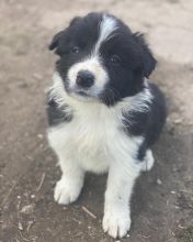 🟥🍁🟥 CKC BORDER COLLIE PUPPIES AVAILABLE💗🟥🍁🟥 Image eClassifieds4u 3