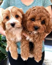 🟥🍁🟥 CKC 💖💕 CAVAPOO PUPPIES AVAILABLE💗🟥🍁🟥 Image eClassifieds4u 2