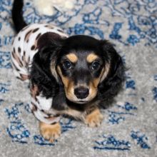 💗🟥🍁🟥C.K.C MALE AND FEMALE Dachshund PUPPIES AVAILABLE💗🟥🍁🟥 Image eClassifieds4u 2