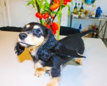 💗🟥🍁🟥C.K.C MALE AND FEMALE Dachshund PUPPIES AVAILABLE💗🟥🍁🟥 Image eClassifieds4u 3