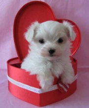 💗🟥🍁🟥C.K.C MALE AND FEMALE MALTESE PUPPIES AVAILABLE💗🟥🍁🟥 Image eClassifieds4u 2