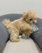 🟥🍁🟥 CKC MALTIPOO PUPPIES AVAILABLE💗🟥🍁🟥 Image eClassifieds4u 2
