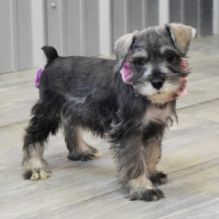 💗🟥🍁🟥 C.K.C MALE AND FEMALE MINIATURE SCHNAUZER PUPPIES 💗🟥🍁🟥 Image eClassifieds4u 2