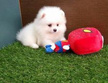 ππ₯ππ₯C.K.C MALE AND FEMALE POMERANIAN PUPPIES AVAILABLEππ₯ππ₯ Image eClassifieds4u 2