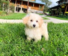 🟥🍁🟥 C.K.C MALE 🐶 FEMALE 🐶 BICHON FRISE PUPPIES $650 🟥🍁🟥 Image eClassifieds4u 1