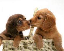 💗🟥🍁🟥 MALE AND FEMALE DACHSHUND PUPPIES AVAILABLE💗🟥🍁🟥 Image eClassifieds4u 2