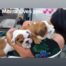 Englishbulldog Image eClassifieds4u 2