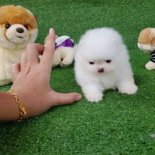 pomeranian puppies Image eClassifieds4u 2