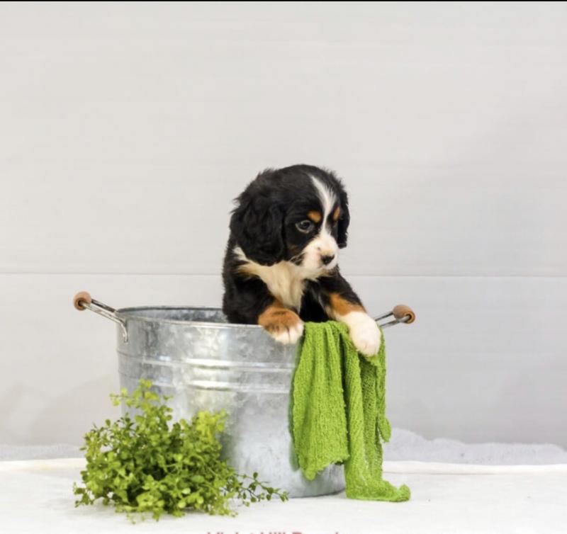 Mini Bernese puppies for adoption Image eClassifieds4u