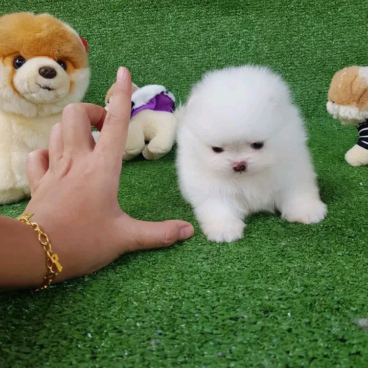 pomeranian puppies Image eClassifieds4u