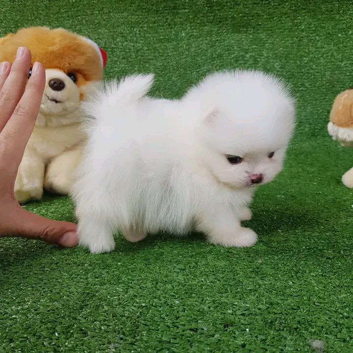 pomeranian puppies Image eClassifieds4u