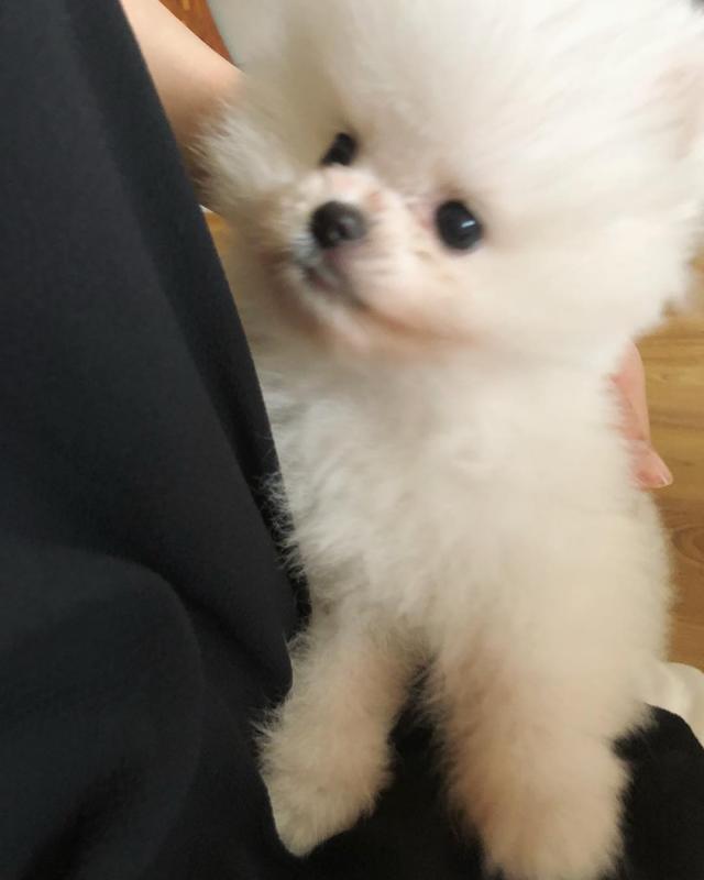 pomeranian puppies Image eClassifieds4u