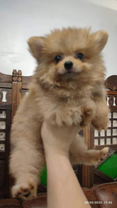 pomeranian puppies Image eClassifieds4u