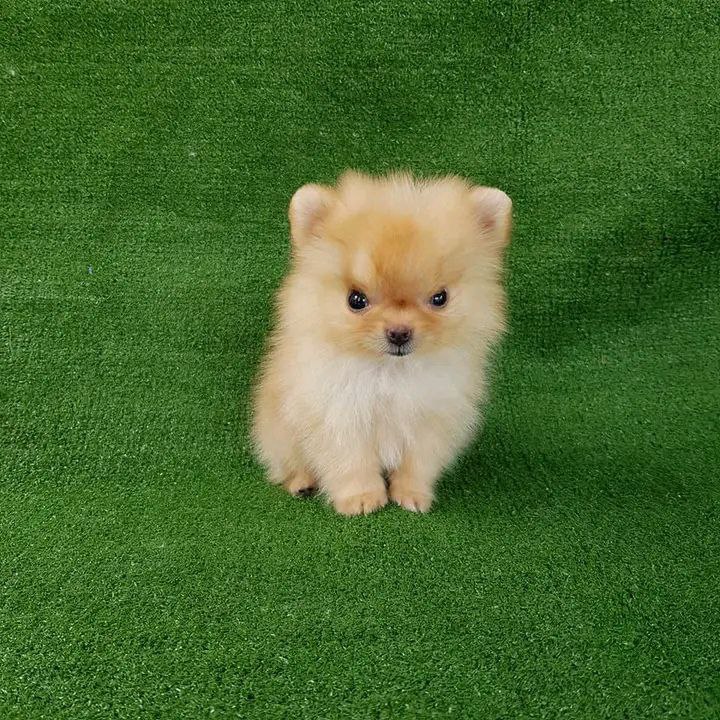 pomeranian puppies Image eClassifieds4u