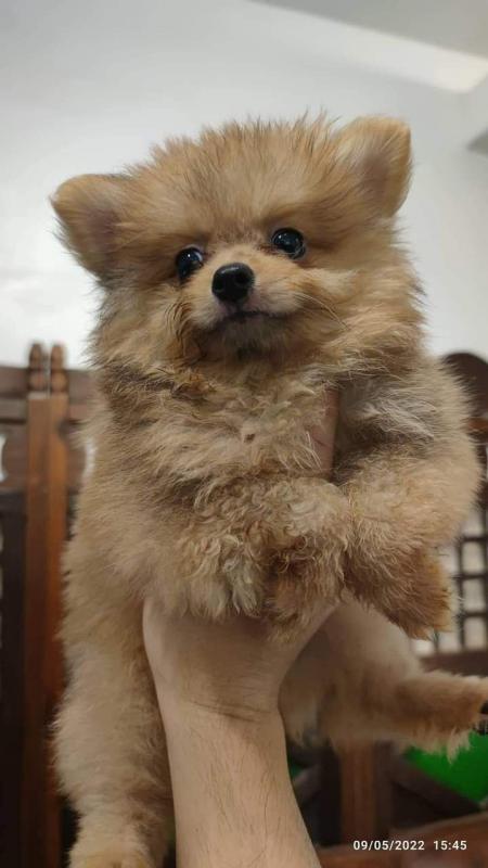 pomeranian puppies Image eClassifieds4u