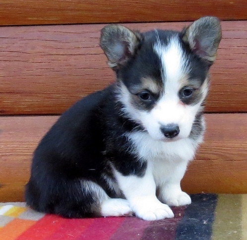 🟥🍁🟥CANADIAN MALE & FEMALE PEMBROKE WELSH CORGI PUPPIES🟥🍁🟥 Image eClassifieds4u