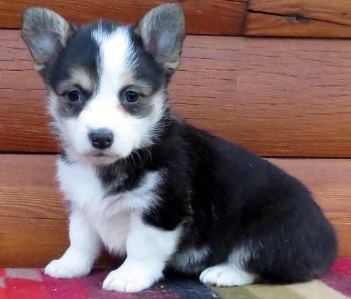 🟥🍁🟥CANADIAN MALE & FEMALE PEMBROKE WELSH CORGI PUPPIES🟥🍁🟥 Image eClassifieds4u