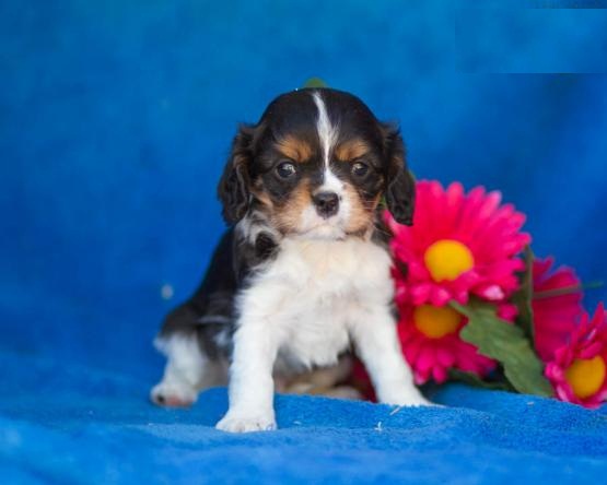 🟥🍁🟥 CKC CAVALIER KING CHARLES SPANIEL PUPPIES 💗🟥🍁🟥 Image eClassifieds4u