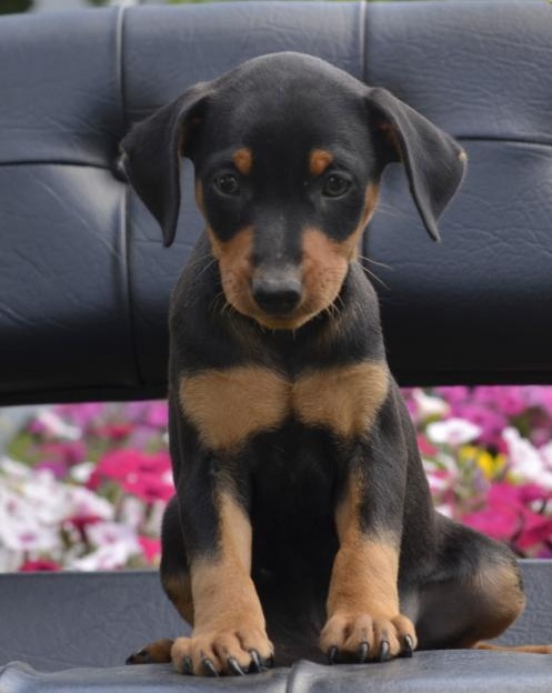 💗🟥🍁🟥 C.K.C MALE AND FEMALE MINIATURE PINSCHER PUPPIES 💗🟥🍁🟥 Image eClassifieds4u