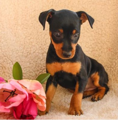 💗🟥🍁🟥 C.K.C MALE AND FEMALE MINIATURE PINSCHER PUPPIES 💗🟥🍁🟥 Image eClassifieds4u