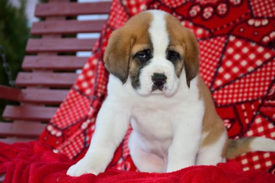 💗🟥🍁🟥 C.K.C MALE AND FEMALE SAINT BERNARD PUPPIES 💗🟥🍁🟥 Image eClassifieds4u