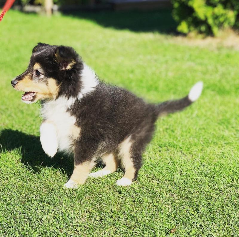 💗🟥🍁🟥 C.K.C MALE AND FEMALE Sheltie PUPPIES AVAILABLE 💗🟥🍁🟥 Image eClassifieds4u