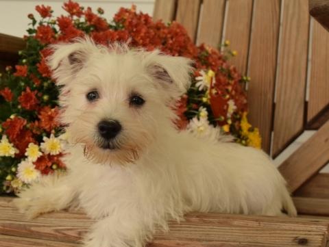 🟥🍁🟥 CKC 💕 WEST HIGHLAND TERRIER PUPPIES 💗🟥🍁🟥 Image eClassifieds4u