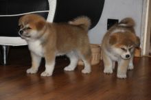 🟥🍁🟥 CKC MALE AND FEMALE AKITA PUPPIES 💗🟥🍁🟥
