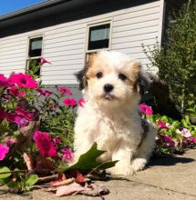 💗🟥🍁🟥 C.K.C MALE AND FEMALE HAVANESE PUPPIES 💗🟥🍁🟥