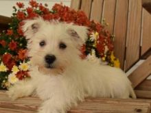 💗🟥🍁🟥 C.K.C MALE AND FEMALE WEST HIGHLAND TERRIER PUPPIES 💗🟥🍁🟥